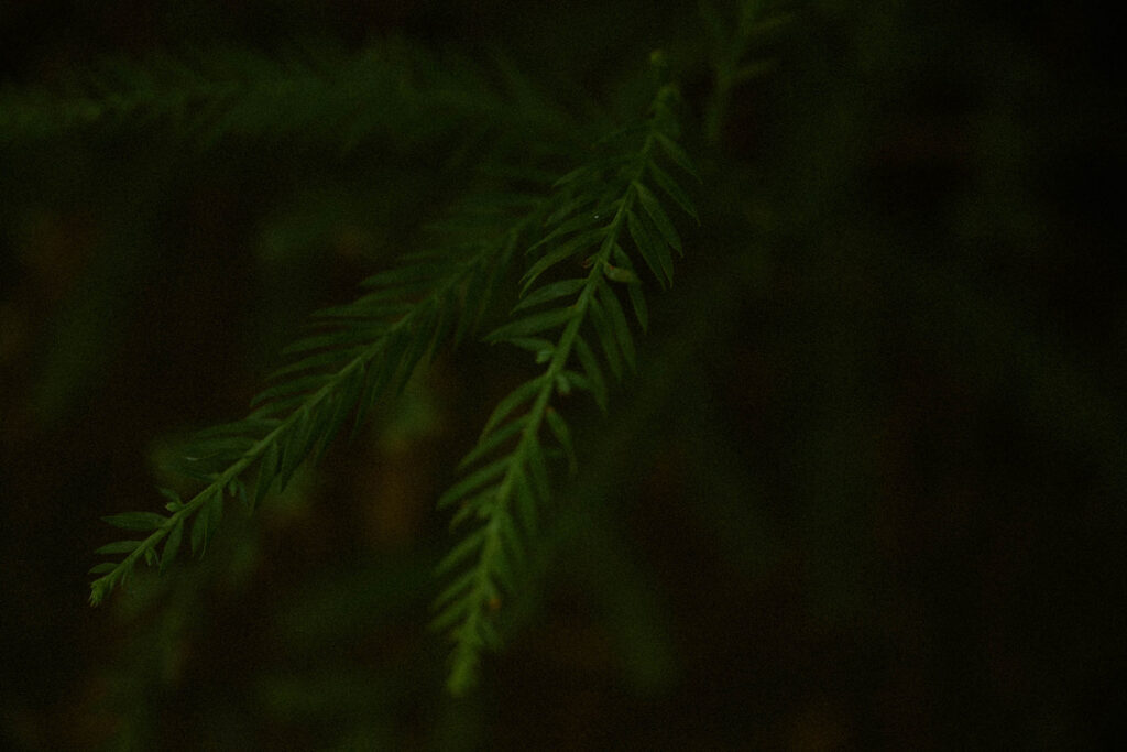 Close-up of forest greenery photographed during an Oregon proposal session