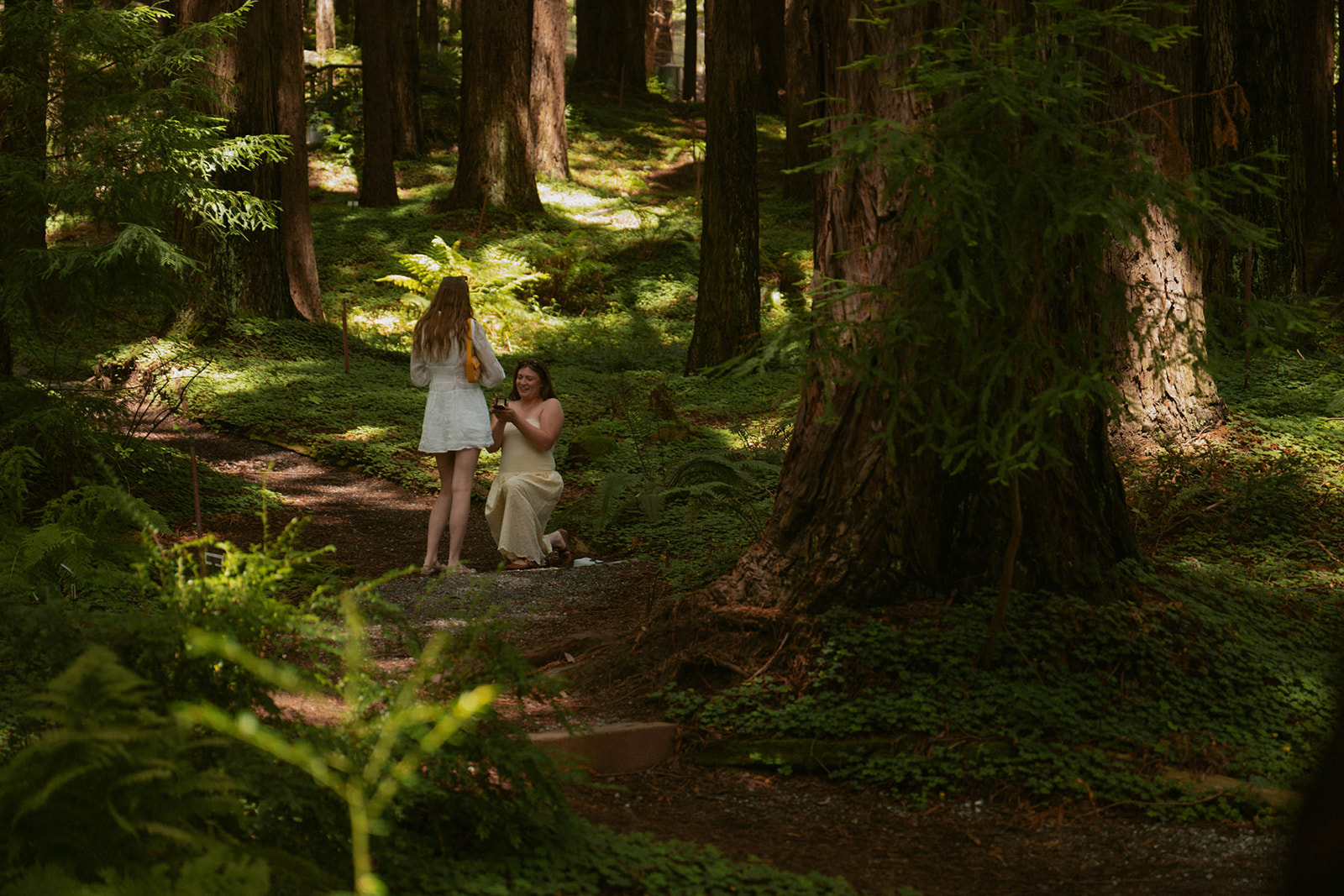 Oregon proposal photographer captures a kneeling proposal moment among towering redwood trees